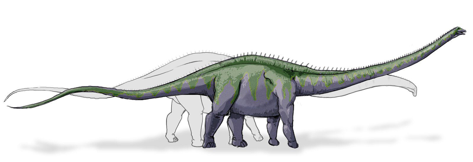 Những đặc điểm của loài khủng long Supersaurus