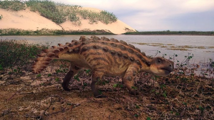 Có kích thước trung bình gần 2m, loài khủng long “bọc thép” này có tên Ankylosaur