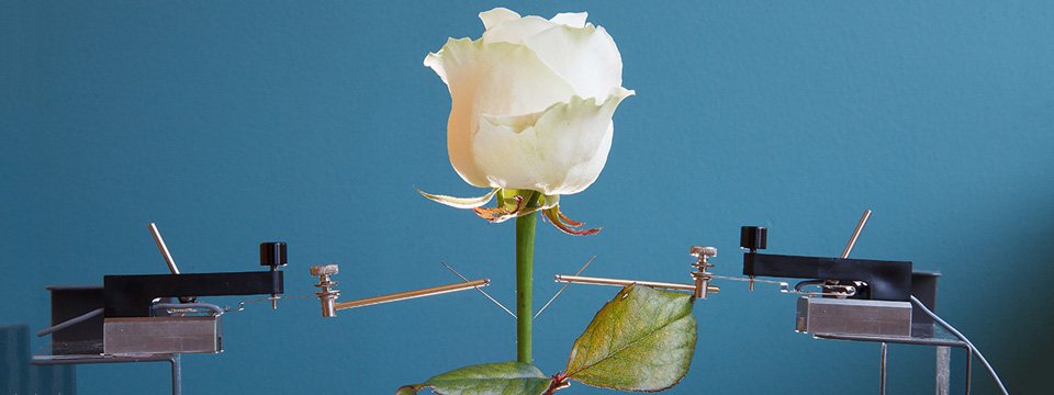 Chế tạo các mạch điện trong mô mạch của hoa hồng