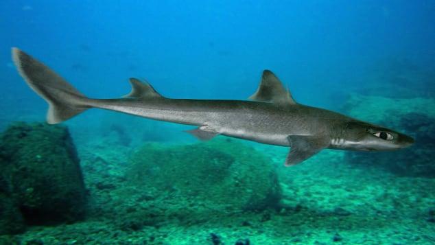 Cá mập chó sống ở vùng nước sâu