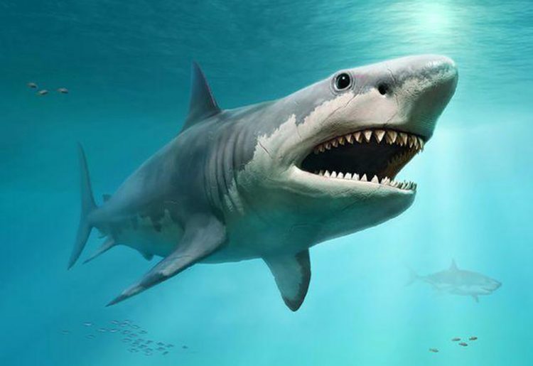 Cá mập không những có thân hình đồ sộ to lớn mà nó còn là loài khát máu và vô cùng dữ tợn
