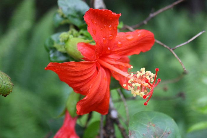 Hoa Koki'o - một loài hoa cực kỳ hiếm, chỉ có thể tìm thấy ở Hawaii