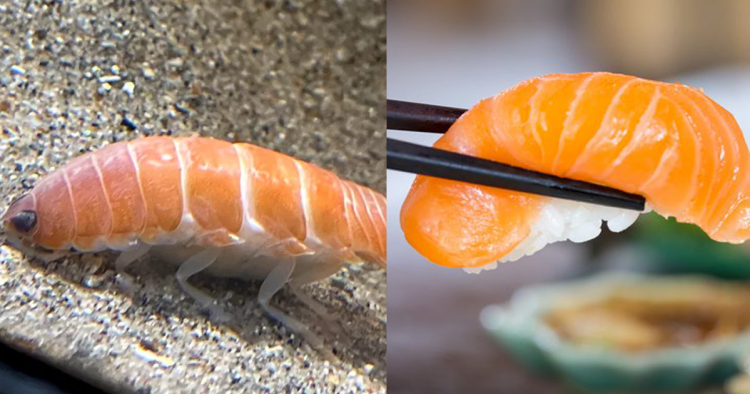 Thế giới ký sinh trùng vừa xuất hiện một loài trông giống miếng sushi cá hồi